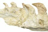 Mosasaur Jaw Section with Nine Teeth - Morocco #189999-5